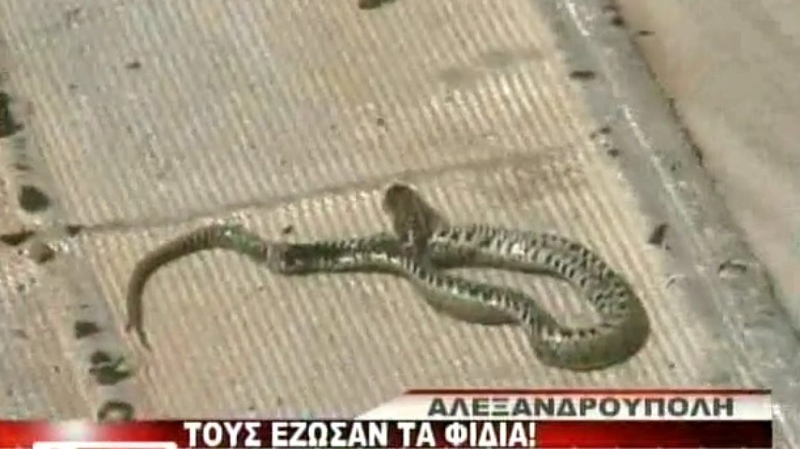 Βίντεο: Τους... έζωσαν τα φίδια στην Αλεξανδρούπολη
